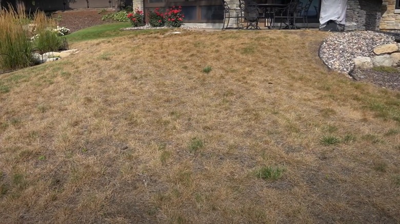 summer patch disease on lawn