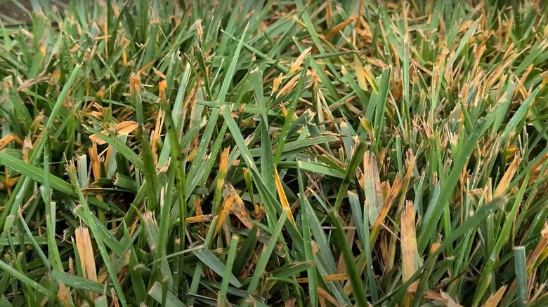 Leaf spot disease on blades of grass.