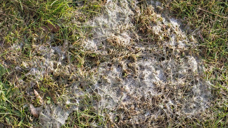 A patch of snow mold on grass.