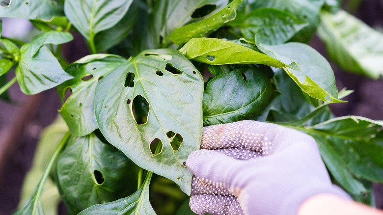 holes from pests in pepper leaves