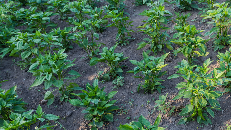 shaded pepper plants