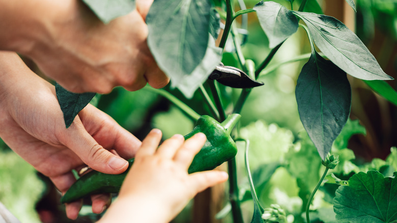 picking green chili pepper