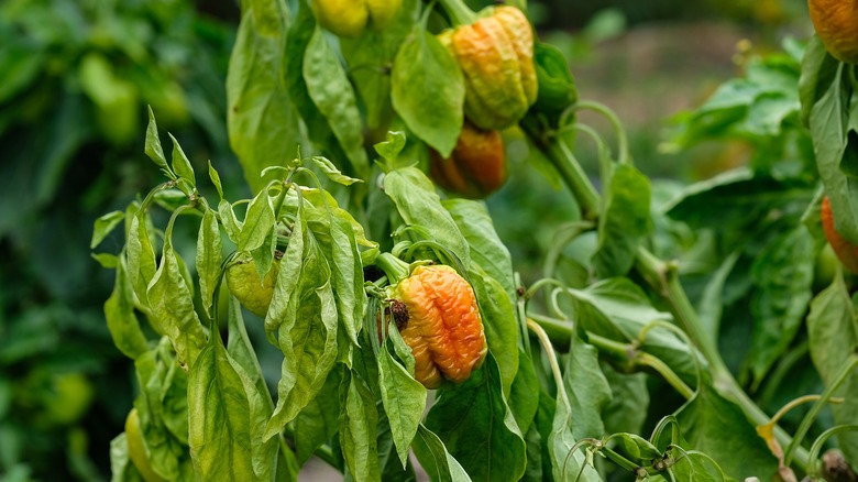 diseased pepper plant