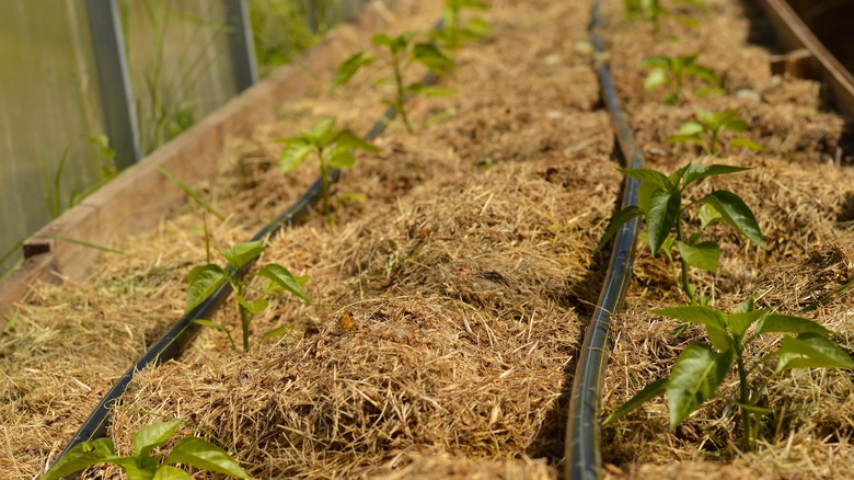 plants covered with grass clippings