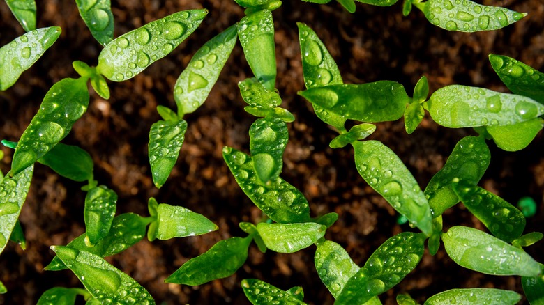 pepper seedlings close together