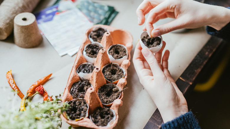 planting pepper seeds in egg carton