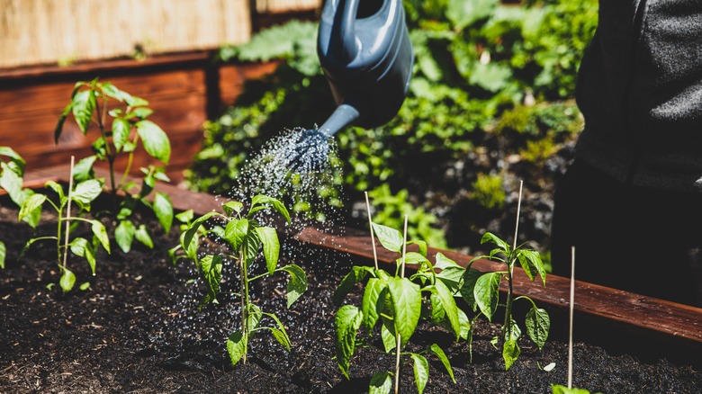 watering pepper seedlings