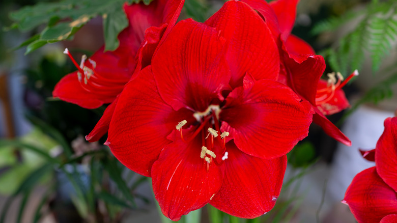 amaryllis flower