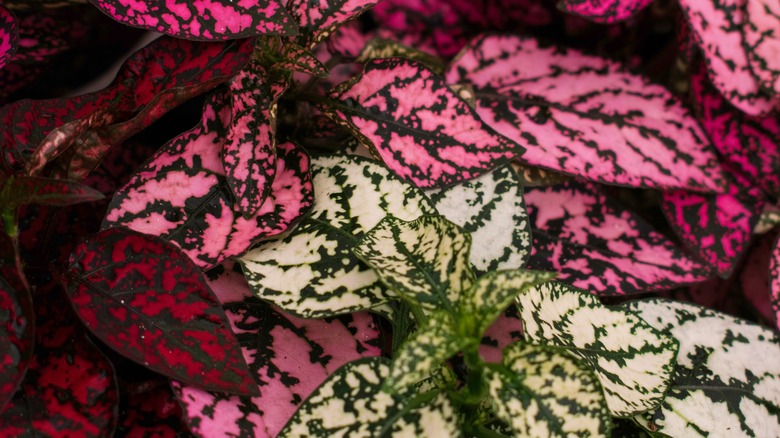 pink and white polka dot plants