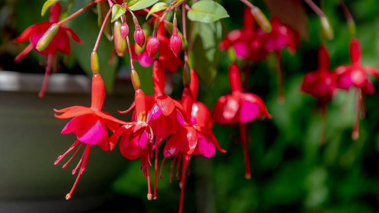 pink fuchsia flowers