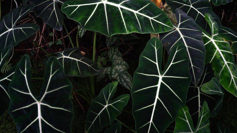 alocasia foliage