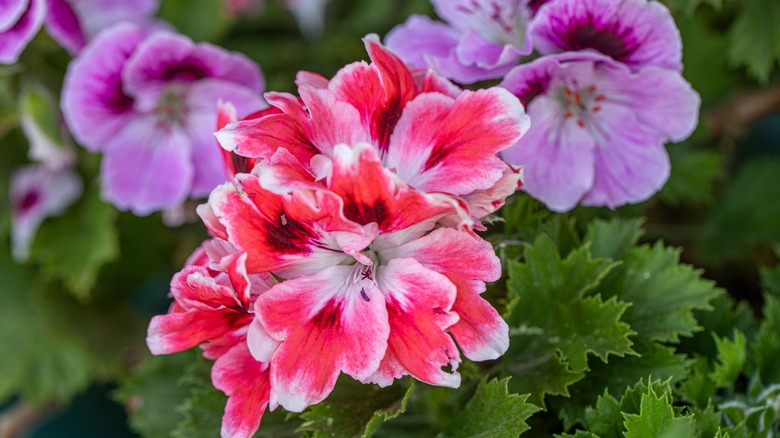 geraniums in bloom