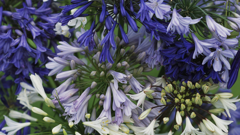 agapanthus flowers