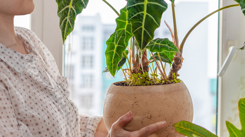 woman carrying plant indoors