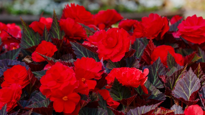 red tuberous begonia flowers