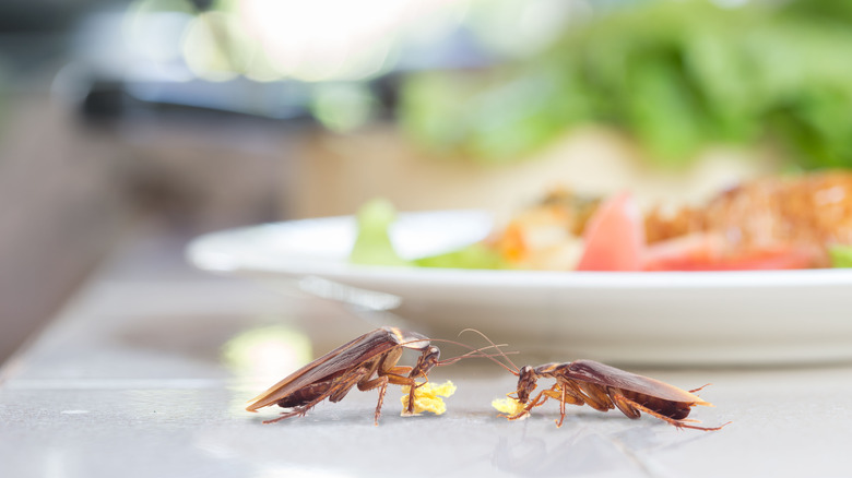 two cockroaches eating food