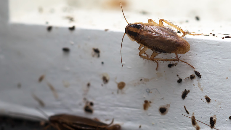 cockroach and droppings