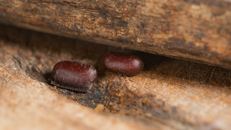 cockroach egg capsules