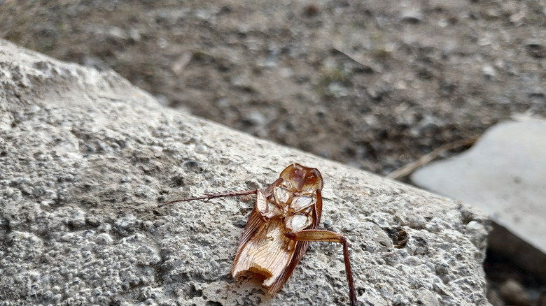 cockroach molting