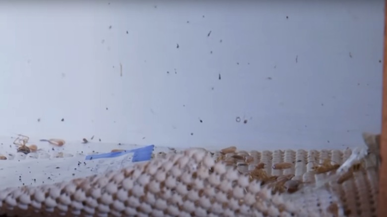 cockroach smears on pantry wall