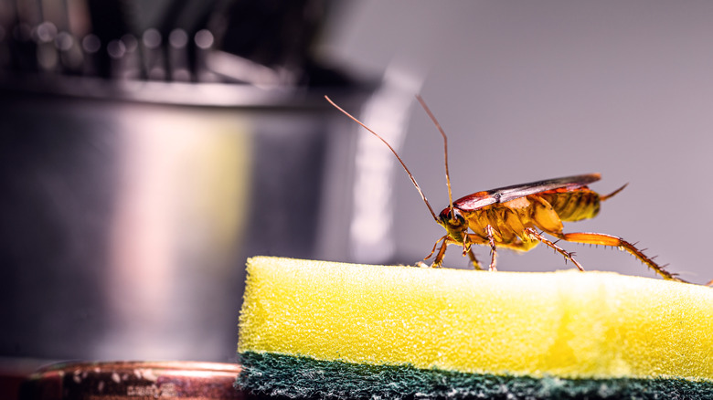 roach on sponge