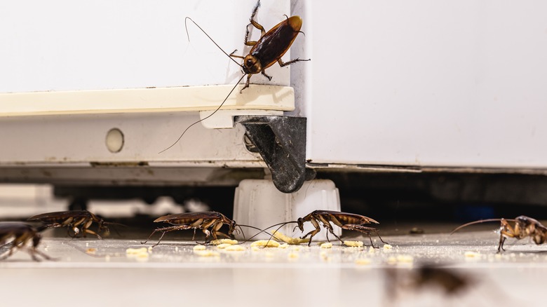 cockroaches in kitchen