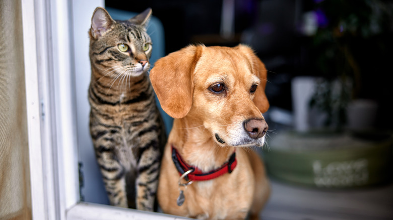 A dog and cat standing by pet door