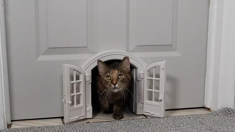 A white French cat door