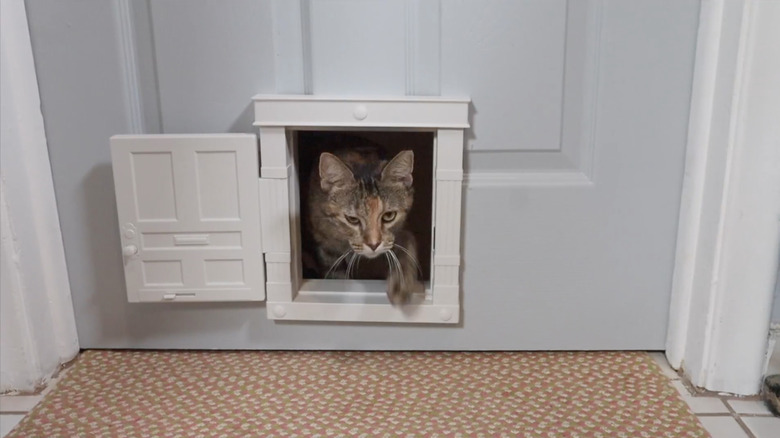 Poor door frame with cat in doorway