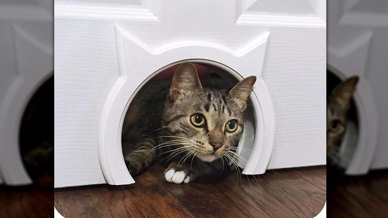 Cat-shaped frame around cat door with a cat peering through