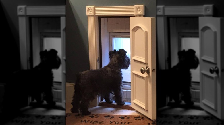 Mini trim and door framing a doggy door, with a Schauzer looking through it