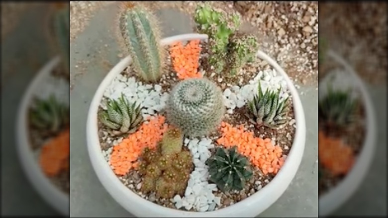 Cacti and succulent dish garden in an old bowl