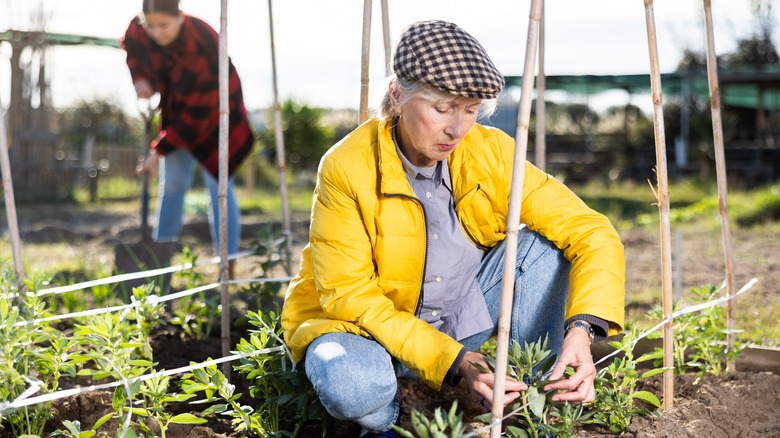 woman securing plants with zip tie