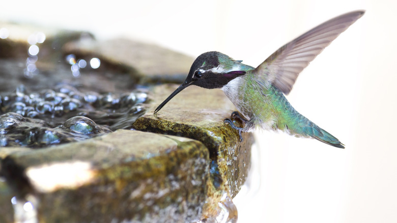 humming bird drinking from water fountain