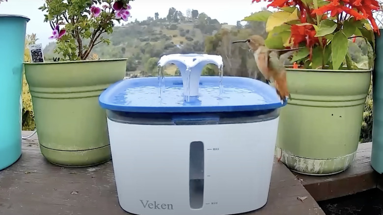 pet water fountain for birds