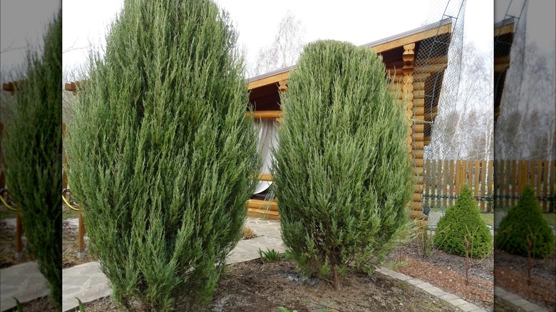 'Blue Arrow' juniper in garden