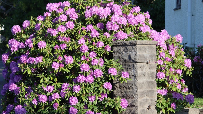 Catawba rhododendron draped over stone pillar