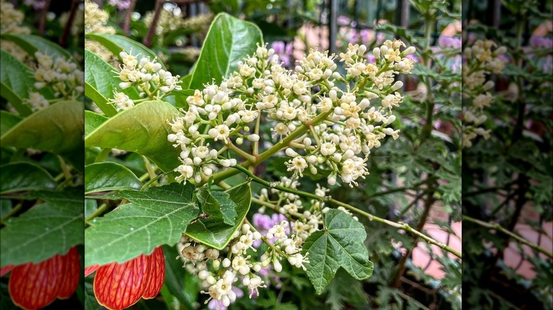 'Chindo' viburnum with white flowers