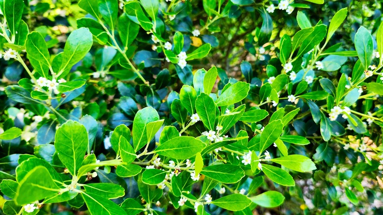 Shamrock inkberry with green leaves and white flowers