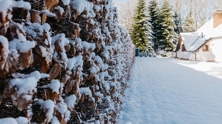 Yard with privacy hedge covered in snow