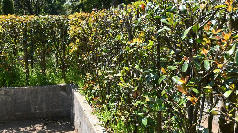 Japanese ternstroemia as hedges around property