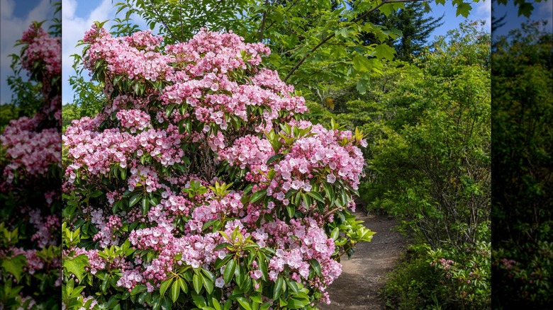 Mountain laurel with pink and white flowers