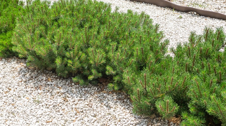 Dwarf mugo pine in rock garden