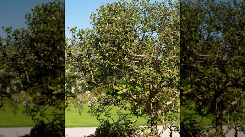 Pineapple guava tree in field