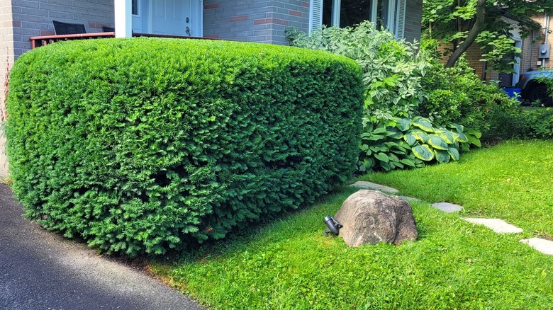 Rectangularly pruned yew shrub