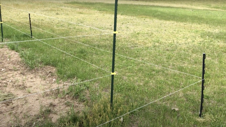 Two tiers of electric fencing spaced about a foot apart