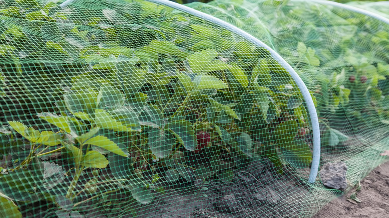 Dome of bird netting covering strawberry plants