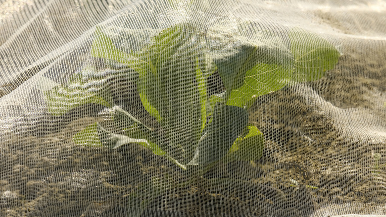 Fine mesh over a spinach plant