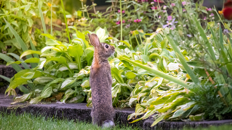 Rabbit standing up in front of a garden