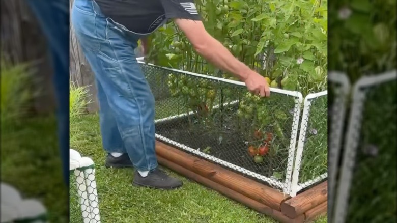 Man installing a DIY PVC fence around a garden bed